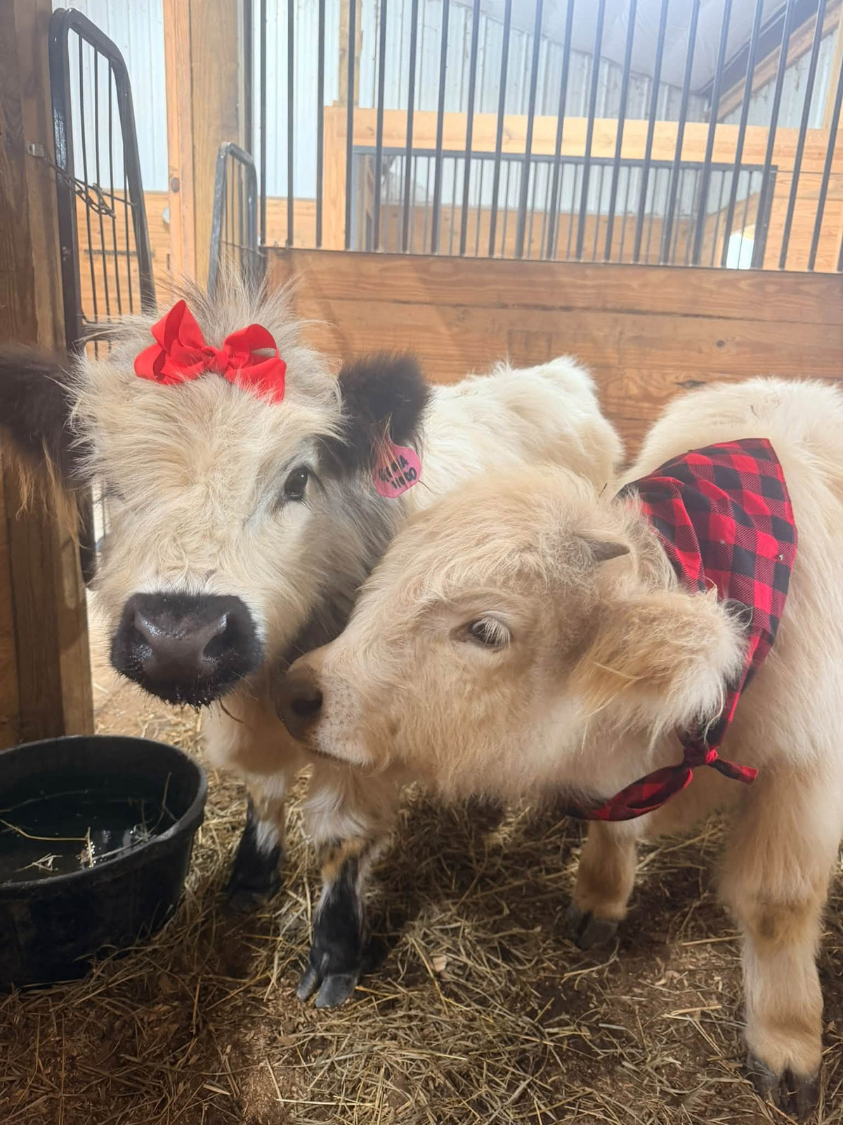 Fall Farm Painting Experience at K54