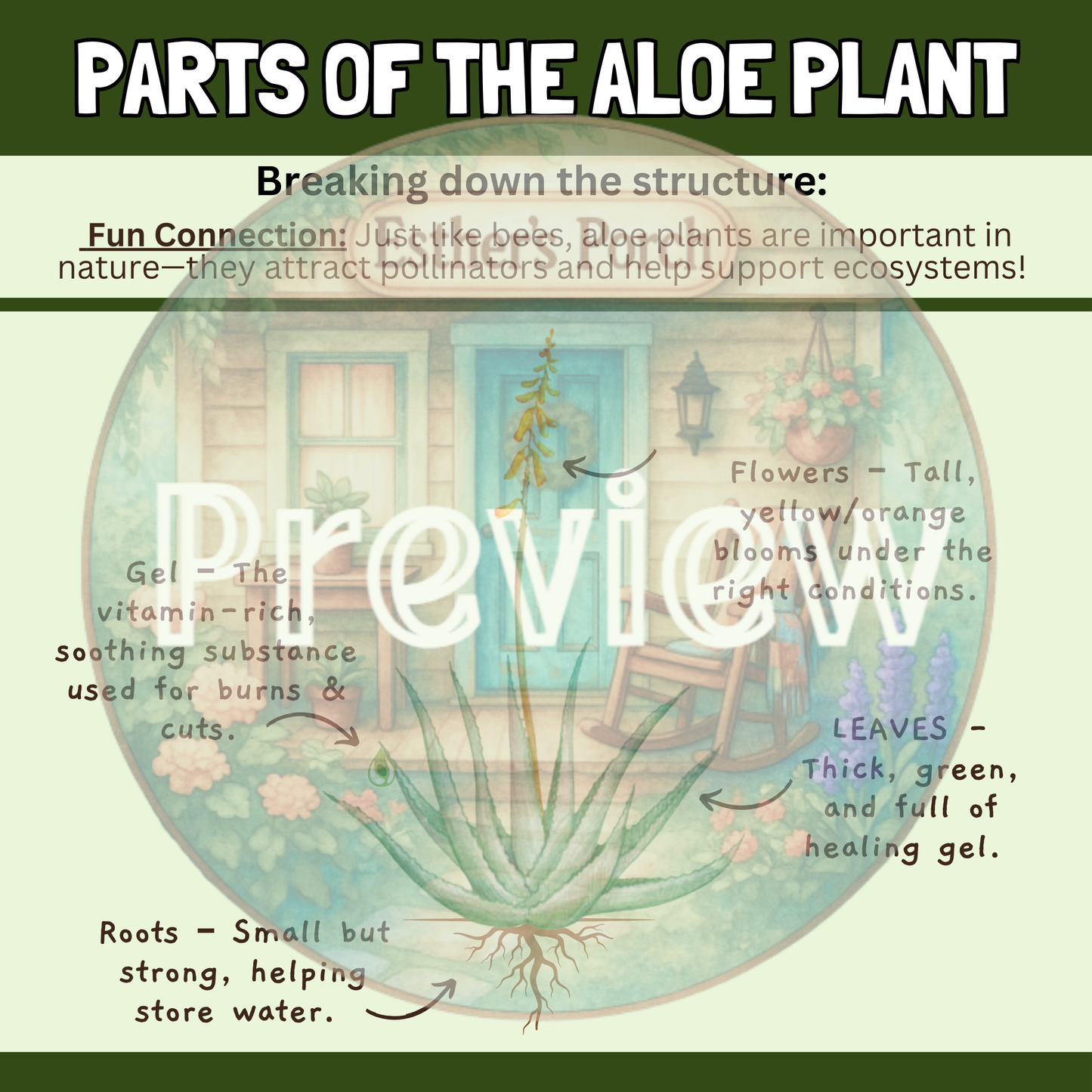 The Amazing Aloe Plant Lesson