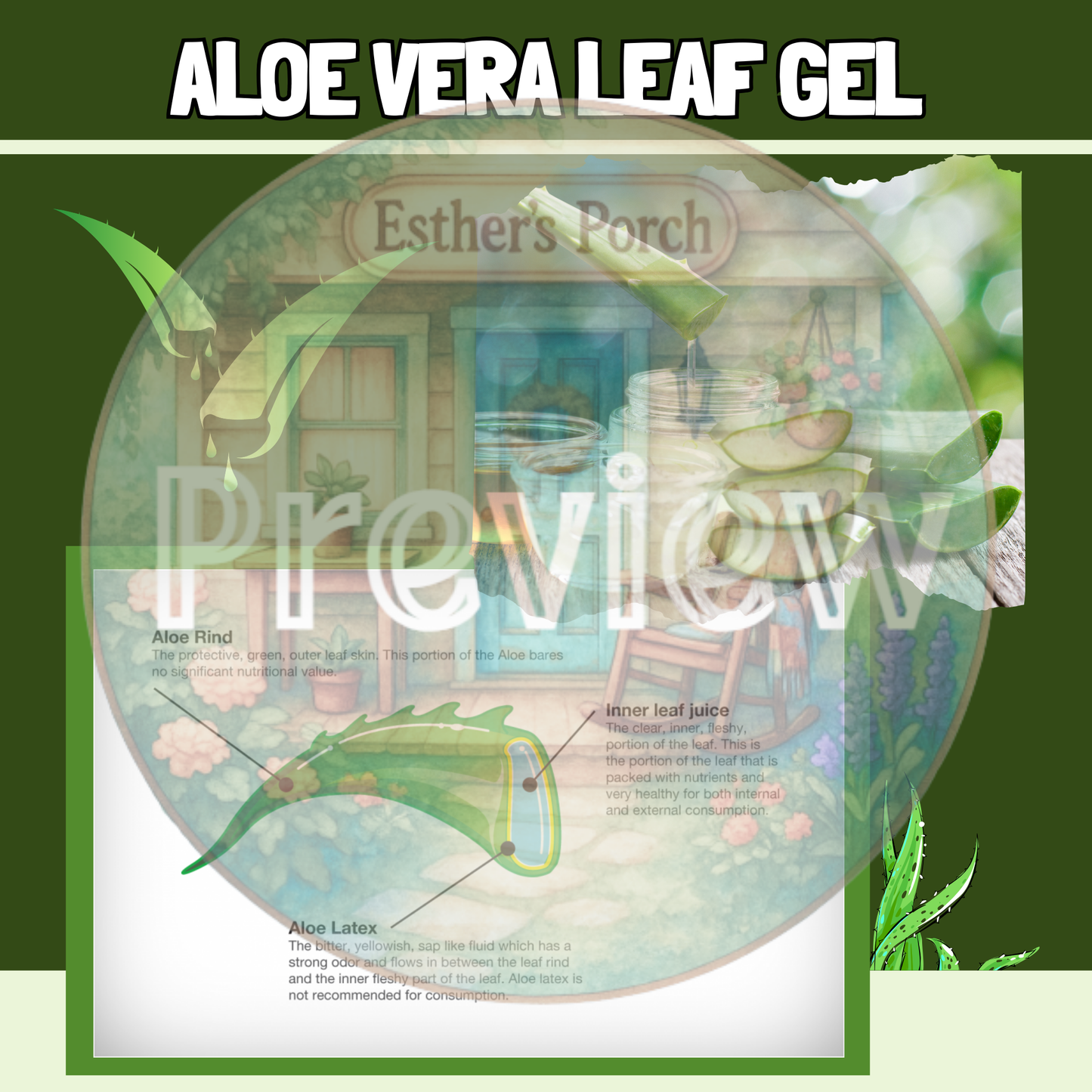 The Amazing Aloe Plant Lesson