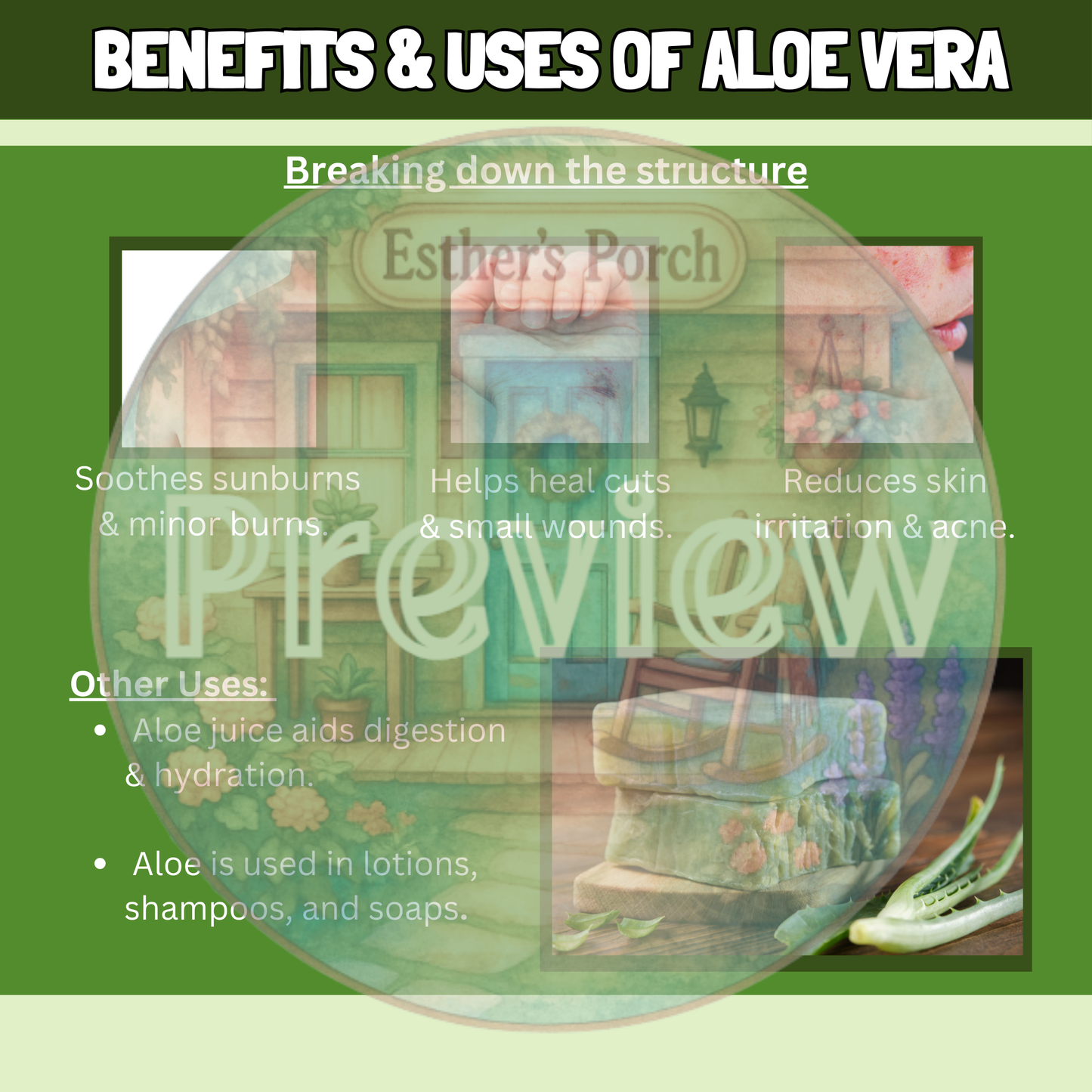 The Amazing Aloe Plant Lesson