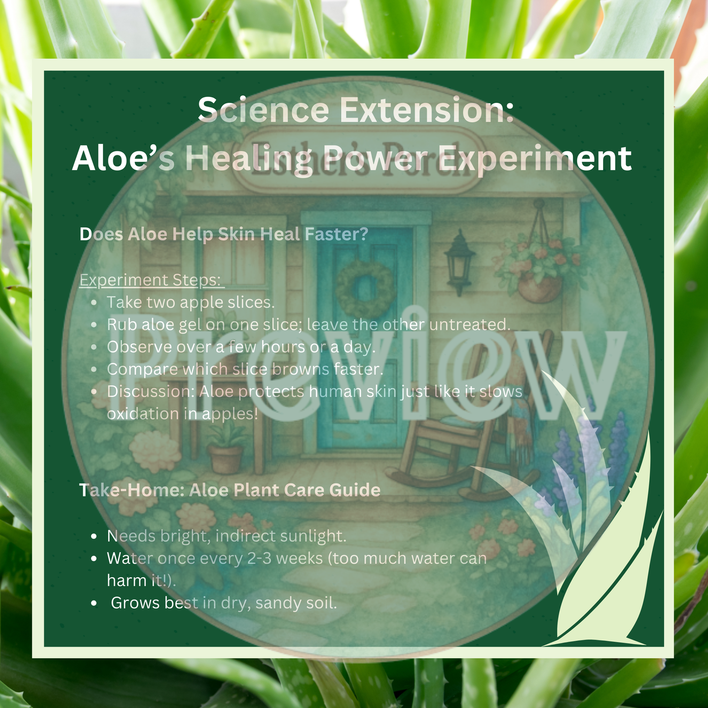 The Amazing Aloe Plant Lesson