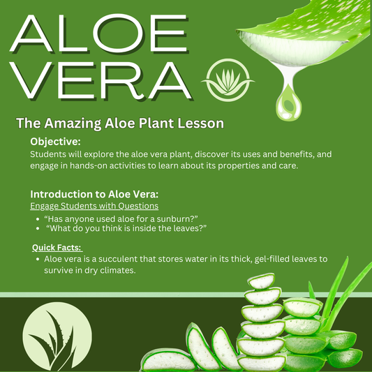 The Amazing Aloe Plant Lesson