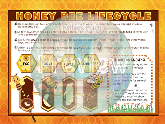 Bee Life Cycle Poster!