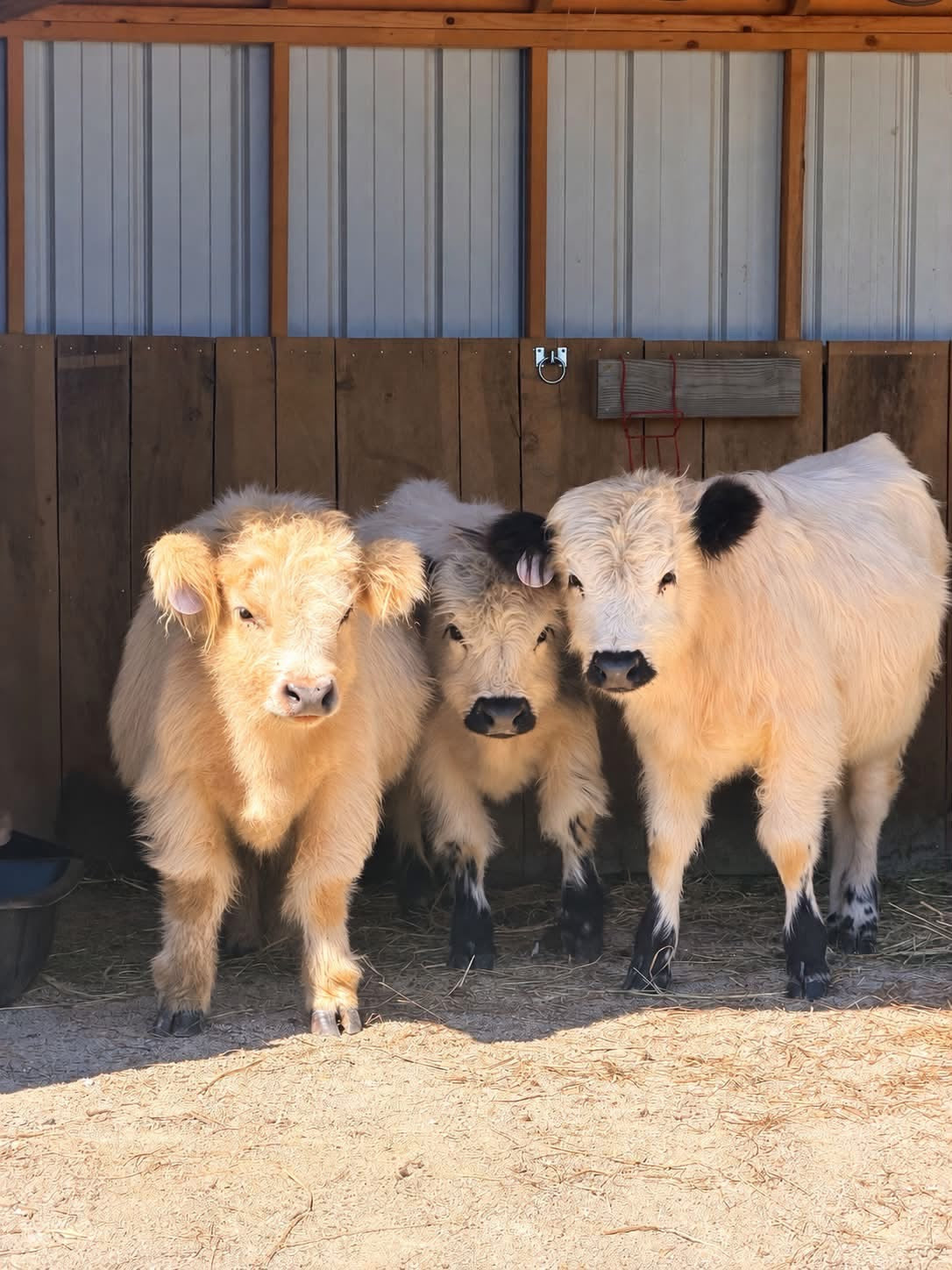 Fall Farm Painting Experience at K54