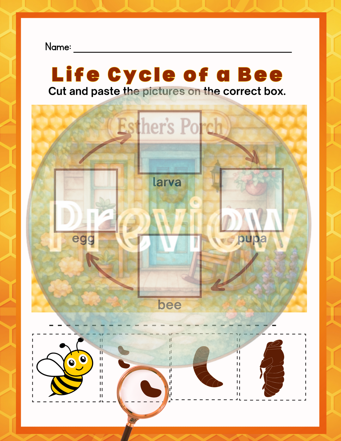 Bee Life Cycle – One-Page Educational Worksheet + Poster