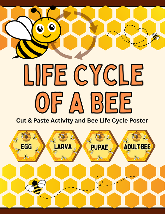 Bee Life Cycle – One-Page Educational Worksheet + Poster