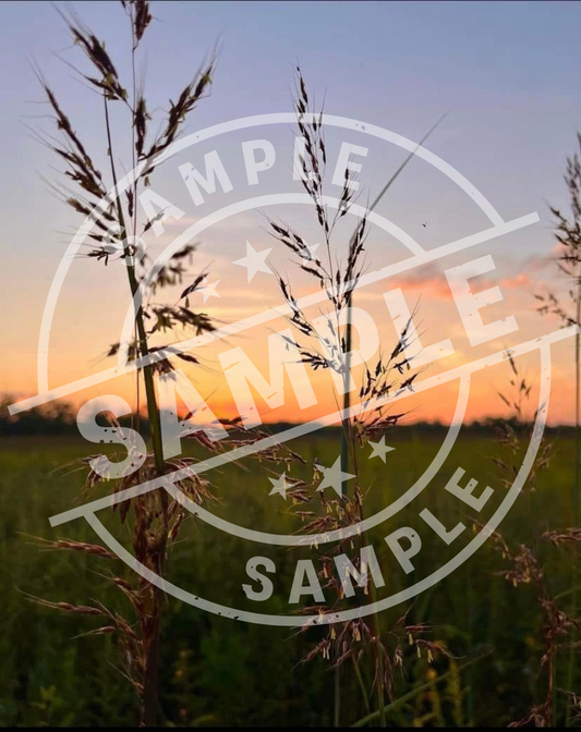 Twilight in the Tallgrass