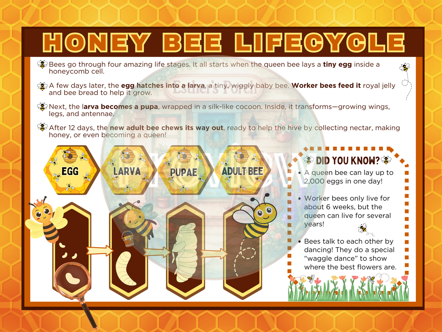 Bee Life Cycle – One-Page Educational Worksheet + Poster